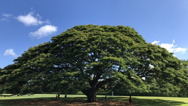 この木何の木