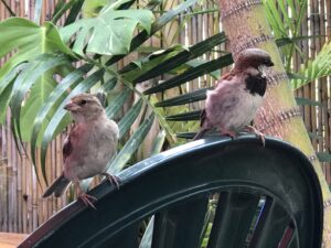 食事のテーブルに野鳥が