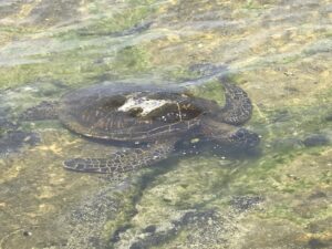 国立公園に普通にいるホヌ