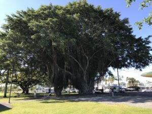 公園の木が圧巻のスケール