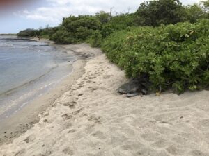 砂浜にも普通にホヌの姿が