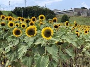 あわじ花さじきの向日葵