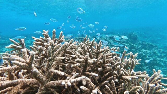 海の中を撮影