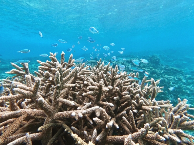 海の中を撮影