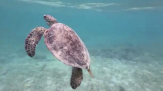 奄美大島の用安海岸にて撮影